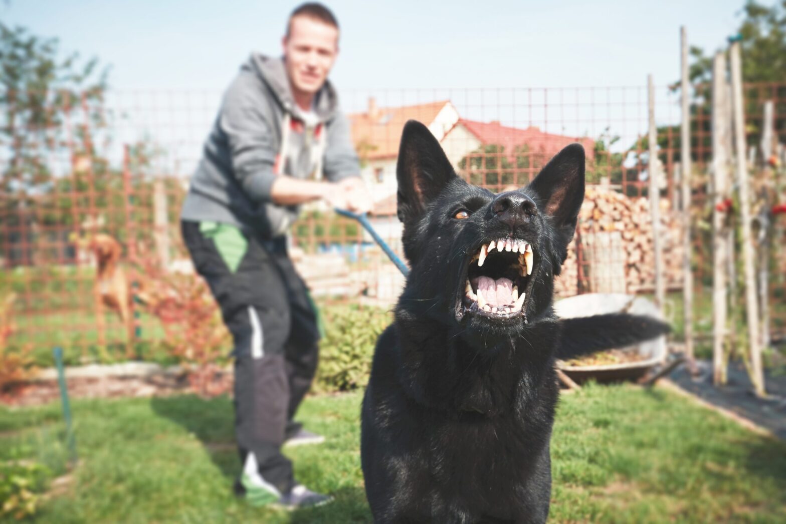 Suing for a Dog Bite